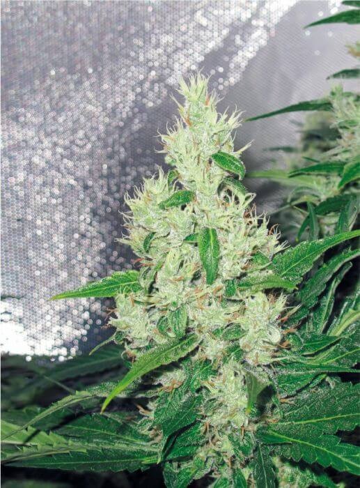 Y Griega Feminized by Medical Seeds