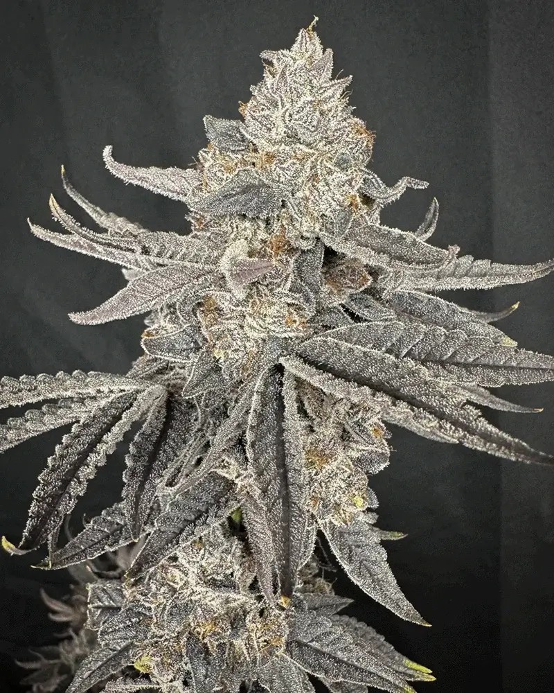 Yacht Party Feminized by Solfire Gardens
