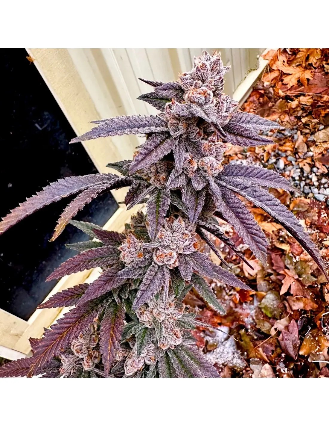 Yikes Feminized by Exotic Genetix