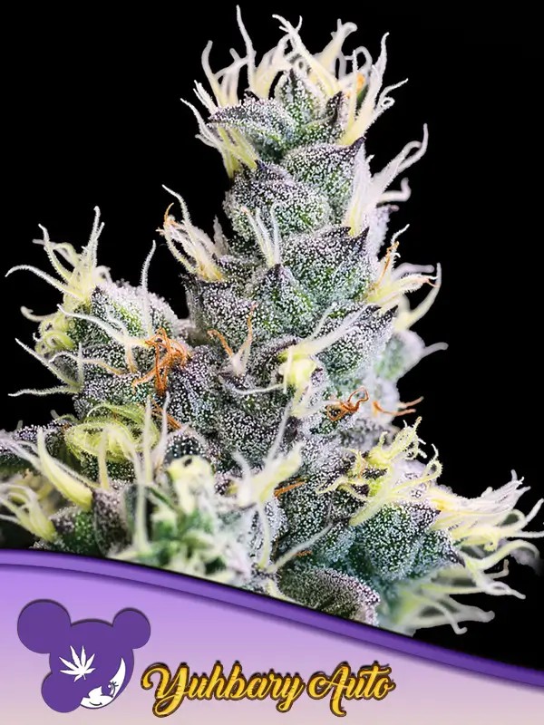 Yuhbary Auto Autoflower by Anesia Seeds