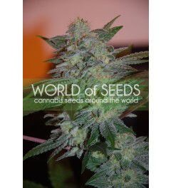Yumbolt 47 Feminized by World of Seeds