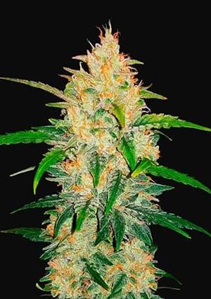 Z Auto Autoflower by Fast Buds