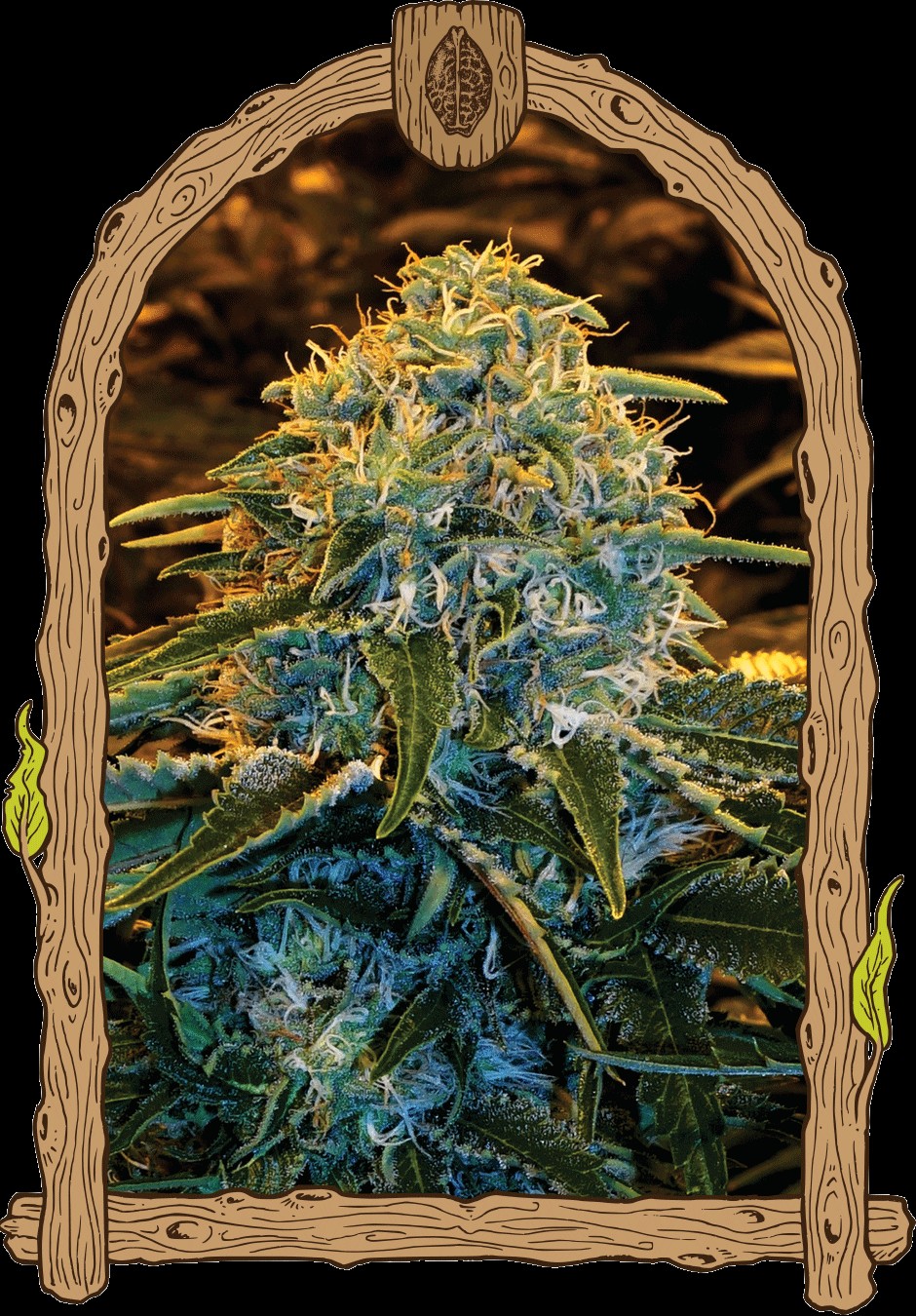 Z&Z Feminized by Exotic Seed