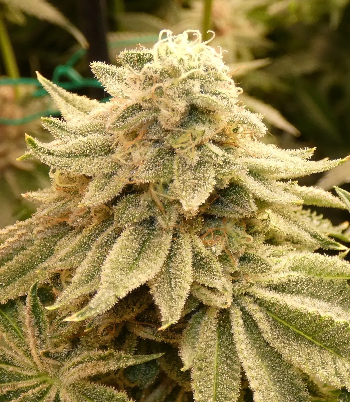 Z-99 Regular by Bask Triangle Farms
