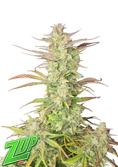 Z-Up Auto Autoflower by Fast Buds