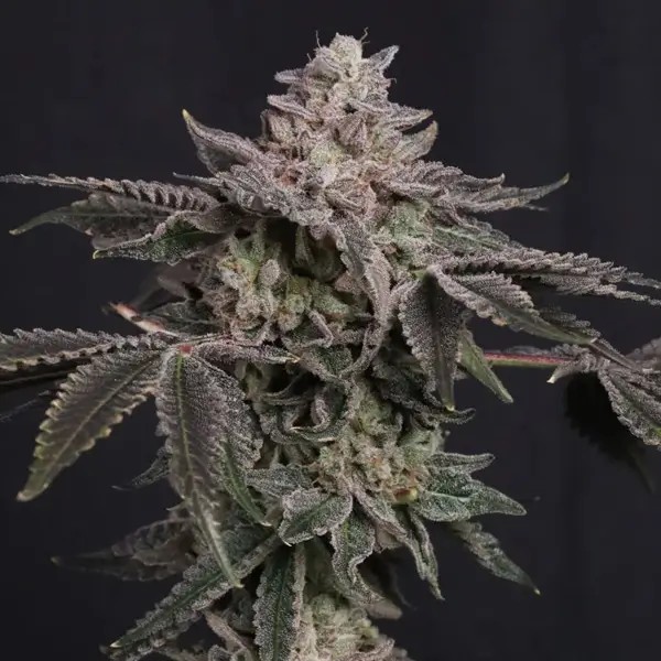 Z42 Feminized by Fast Buds
