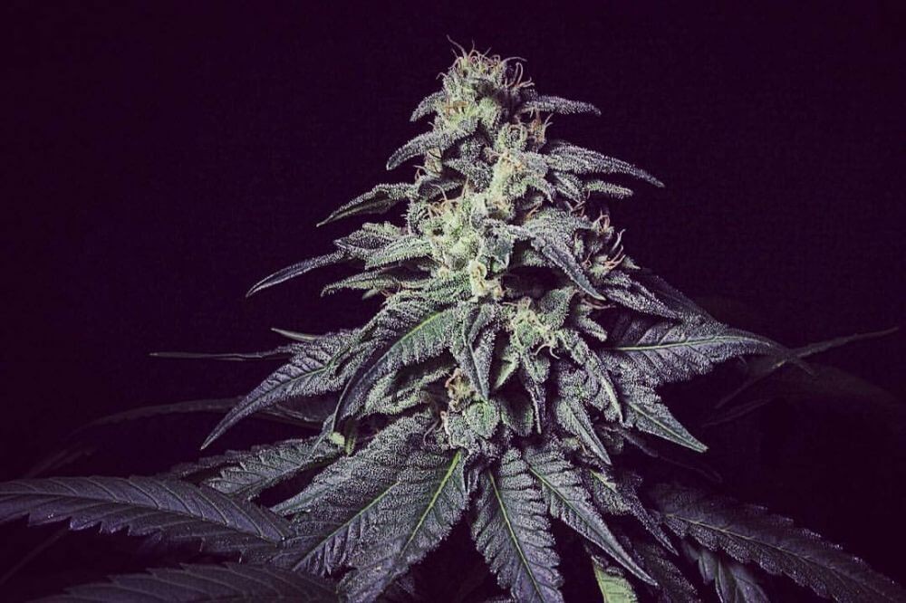 ZKiem Feminized by R-Kiem Seeds