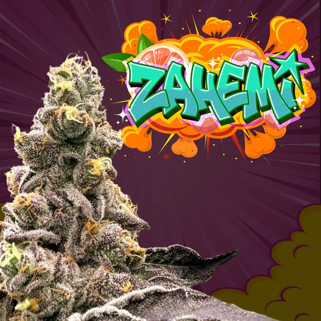 Zahemi Regular by Perfect Tree