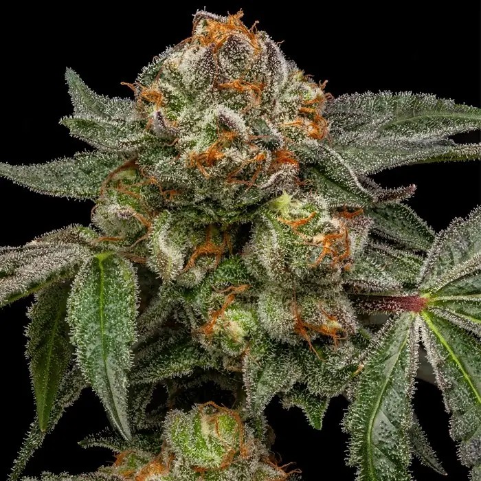 Zake Feminized by Ripper Seeds