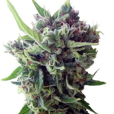 Zamaldelica Auto Autoflower by Ace Seeds