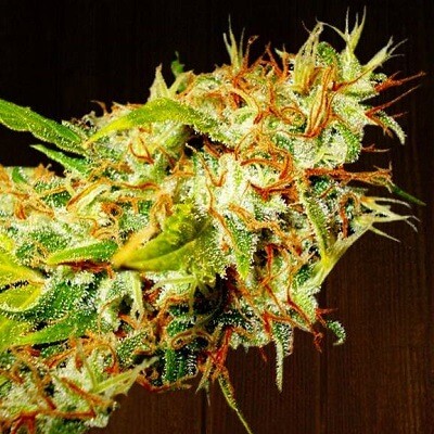 Zamaldelica Feminized by Ace Seeds
