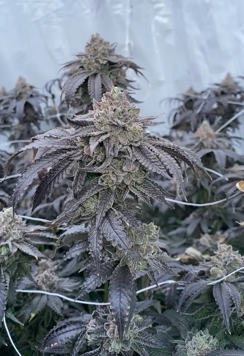 Zangria S1 Feminized by Wizard Trees