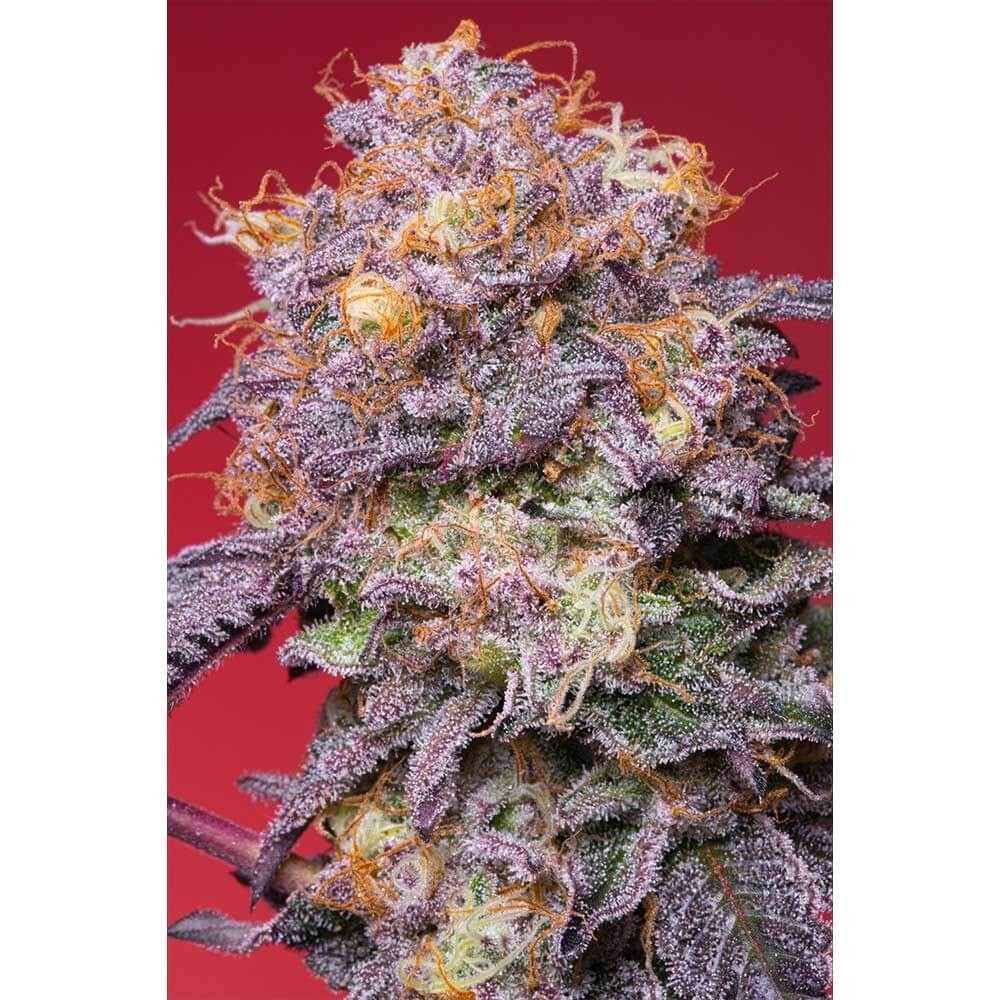Zerberry Feminized by Grounded Genetics
