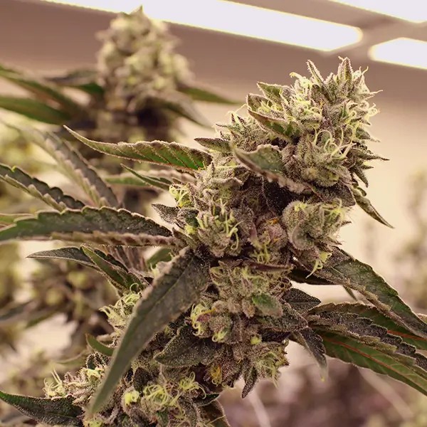 Zerdo Gordo Feminized by TerpHogz