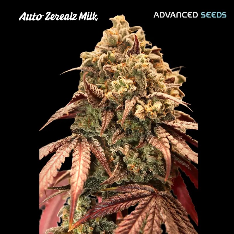 Zerealz Milk Auto Autoflower by Advanced Seeds