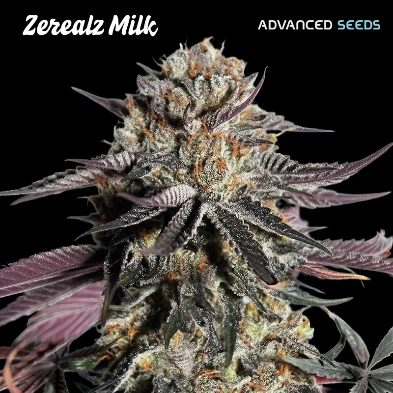 Zerealz Milk Feminized by Advanced Seeds
