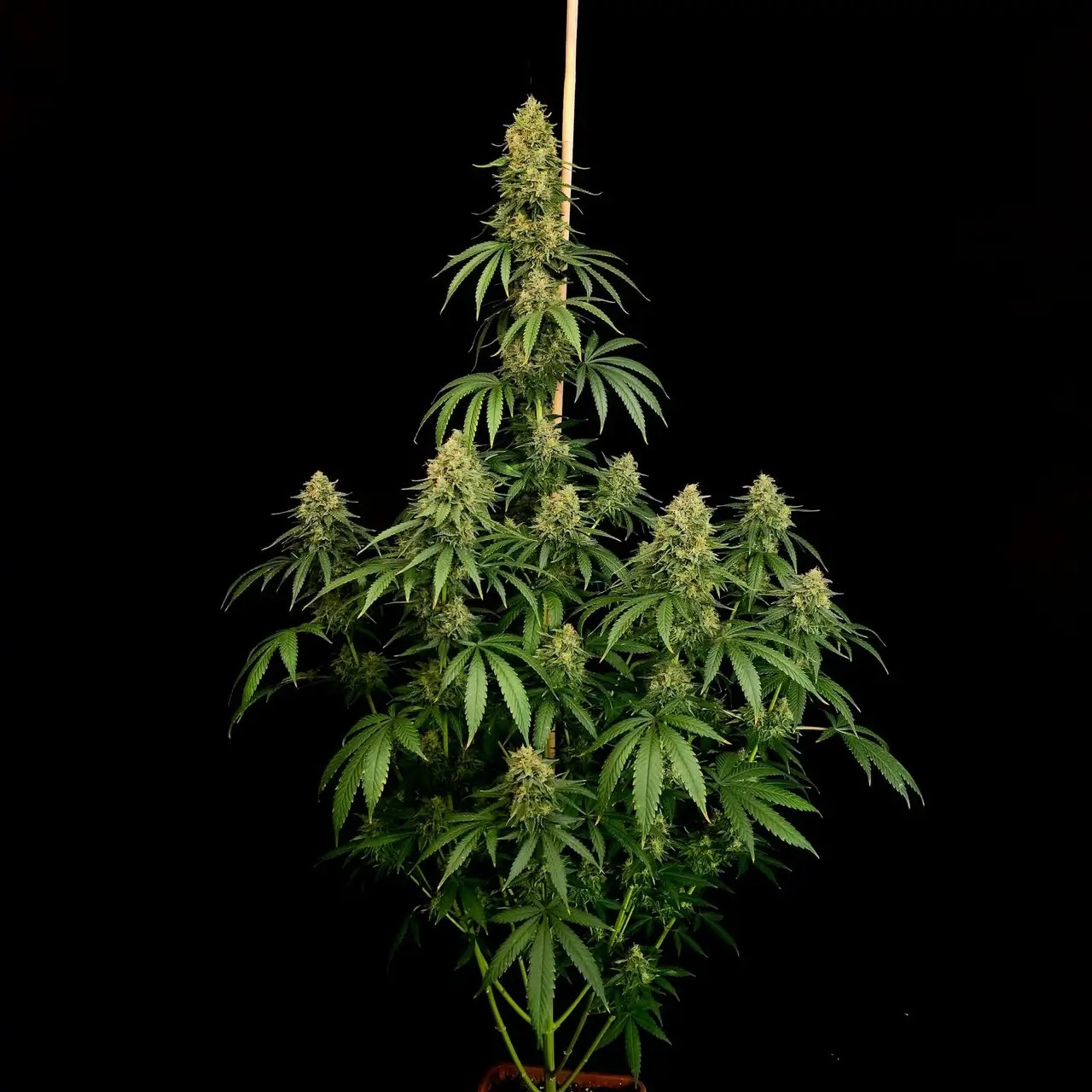 Zesty Bliss Feminized by Paradise Seeds