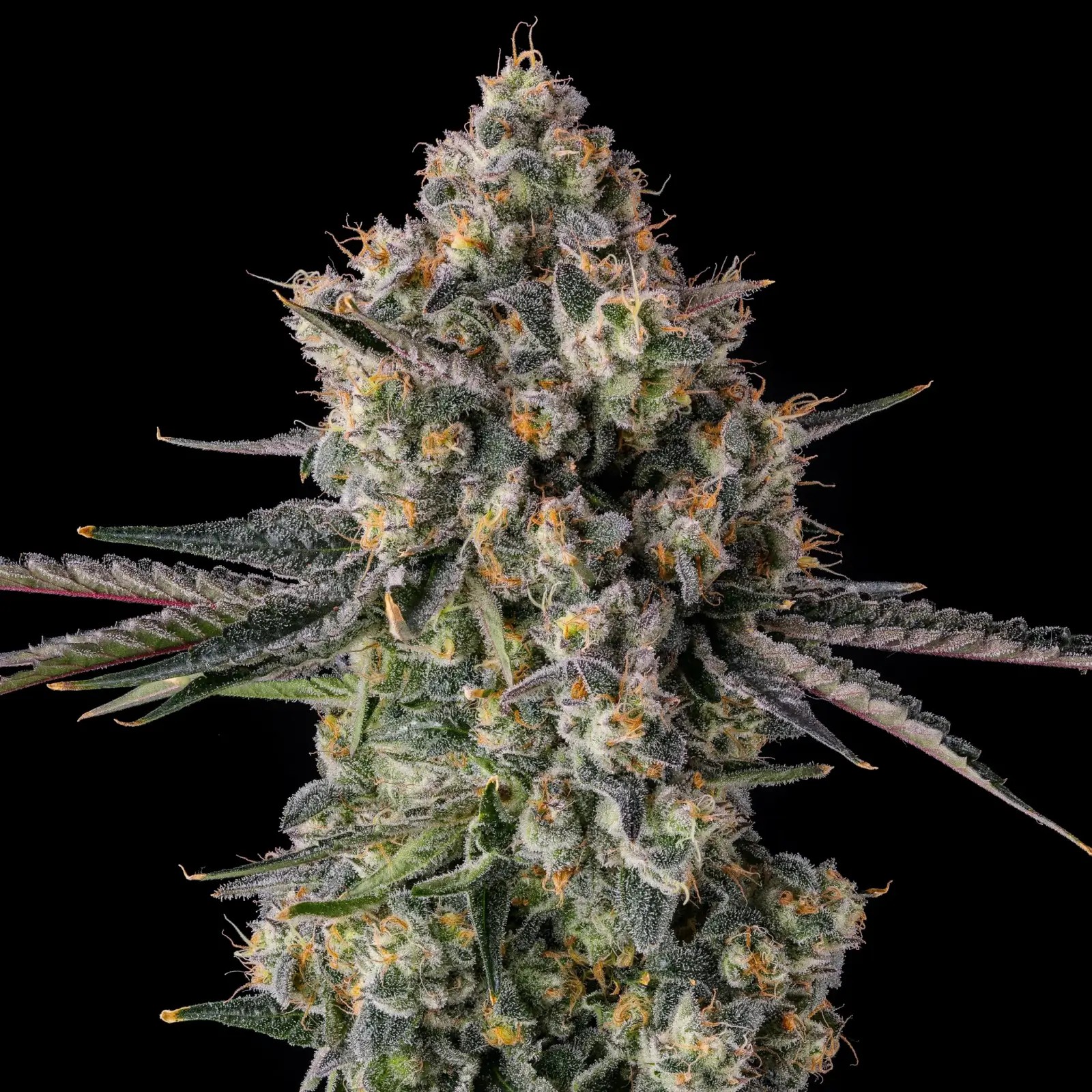 Zhampagne Feminized by Compound Genetics