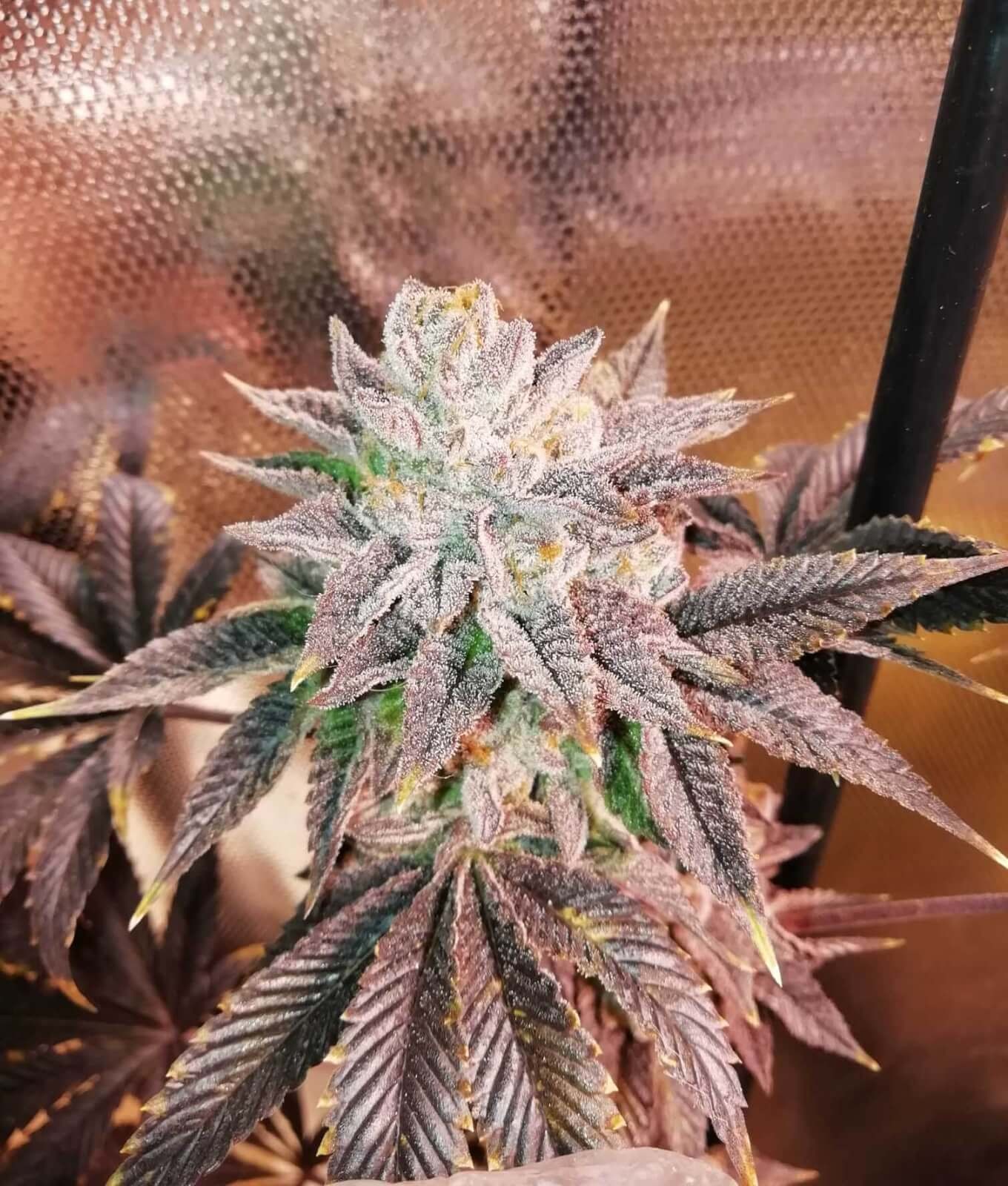 Zhead, One Shot Edition Feminized by The Grateful Seeds