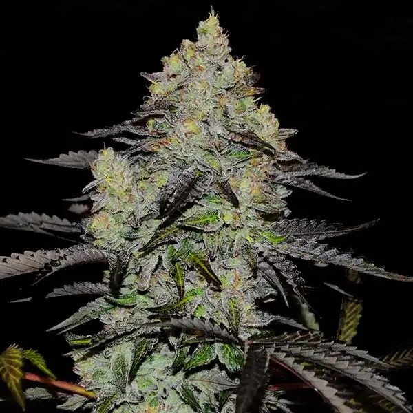 Zinnapple Feminized by Delicious Seeds