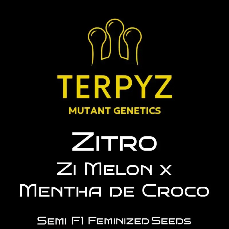 Zitro Feminized by TerpyZ Mutant Genetics
