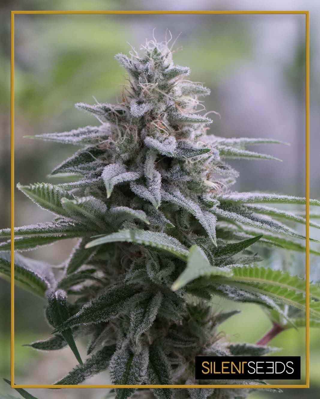 Zkittlez 2.0 Feminized by Silent Seeds