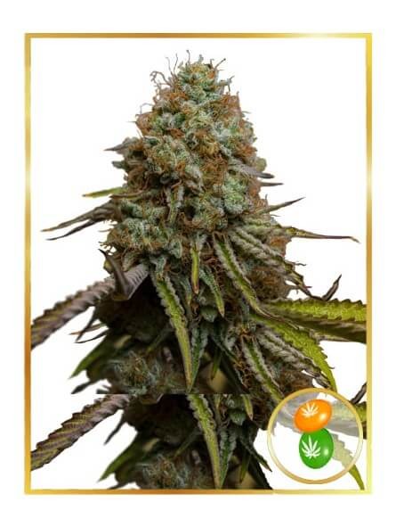 Zkittlez Auto Autoflower by Mr. Hide Seeds