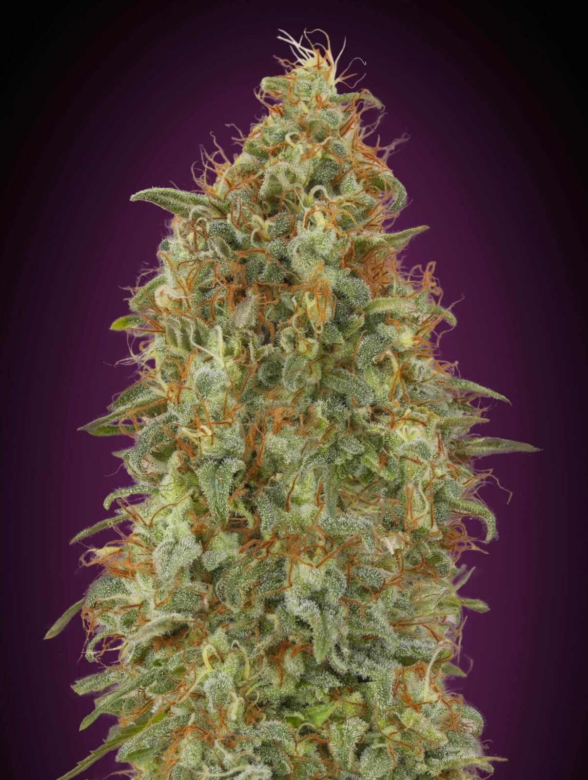 Zkittlez Fast Feminized by Advanced Seeds