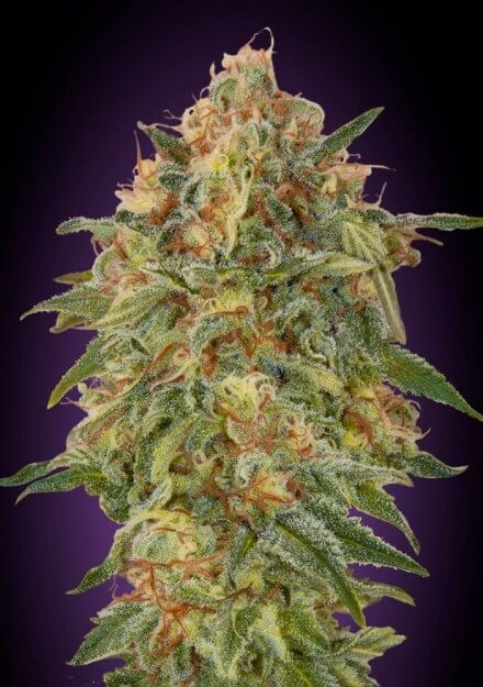Zkittlez Feminized by Advanced Seeds