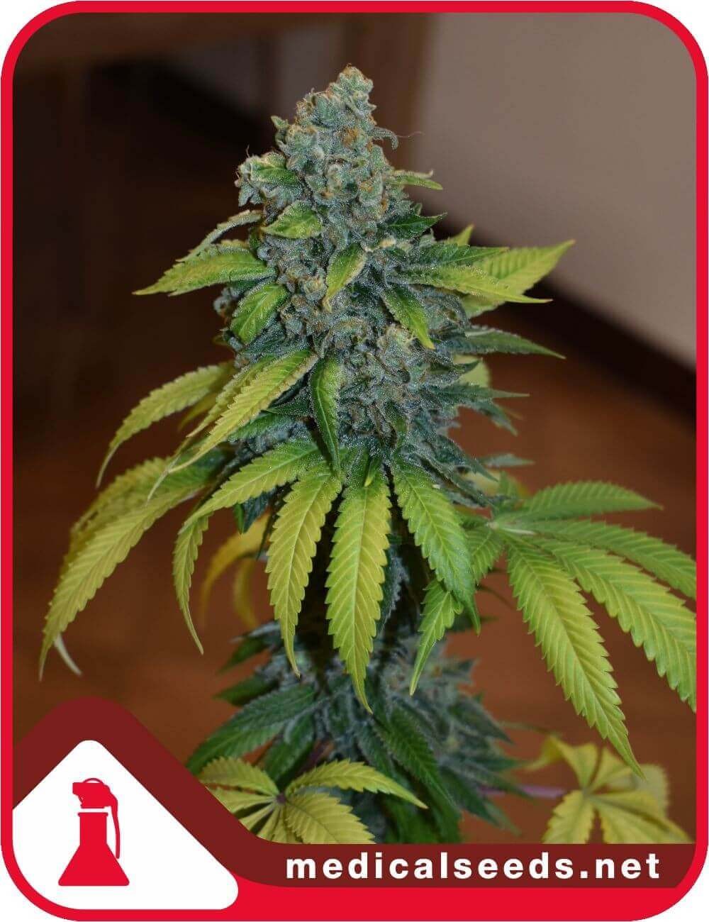 Zkittlez Feminized by Medical Seeds