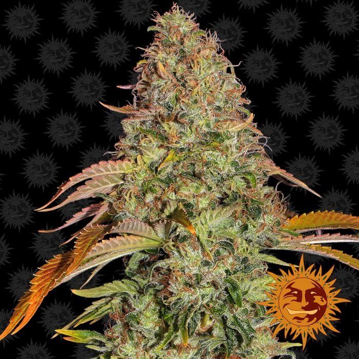 Zkittlez OG Auto Autoflower by Barneys Farm