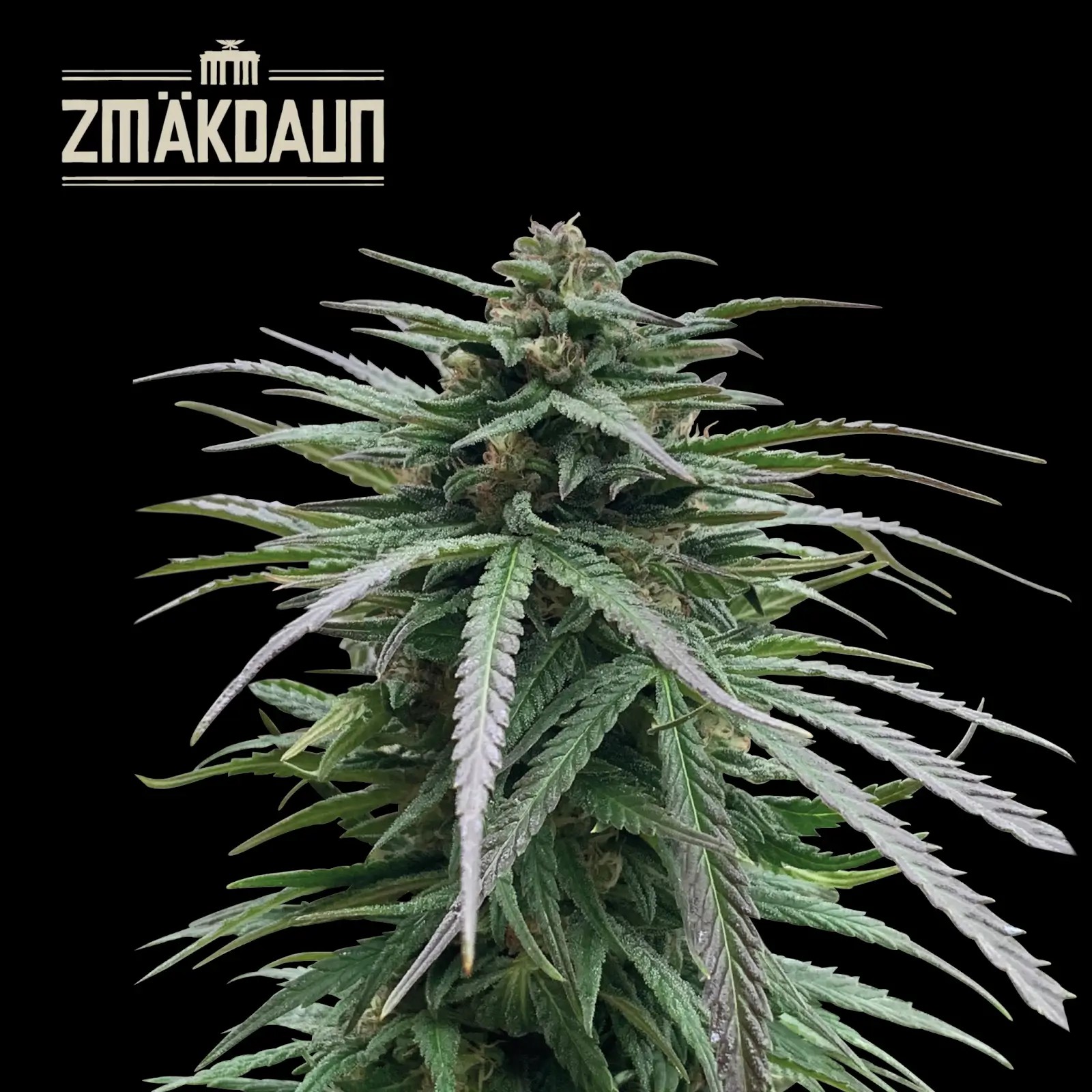 Zmäkdaun Feminized by Seedstockers