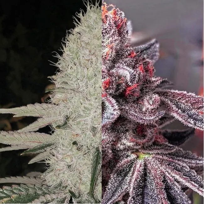 Zoap Duet Feminized by Ethos Genetics