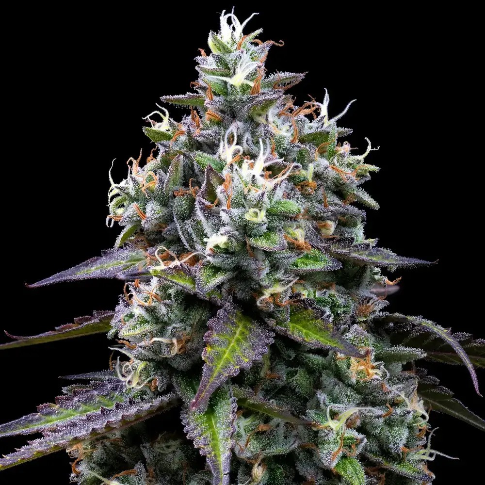 Zoap Feminized by Barneys Farm
