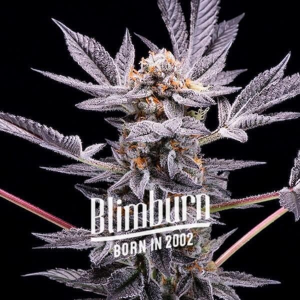 Zoap Feminized by Blimburn Seeds