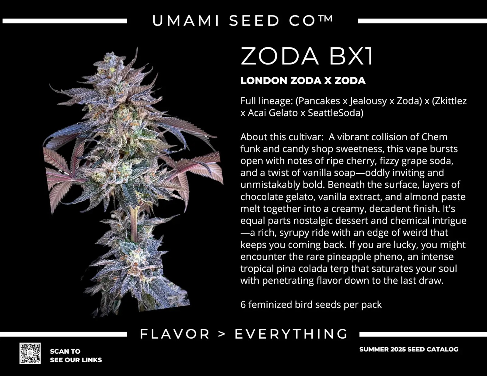 Zoda Bx1 Feminized by Umami Seeds Co