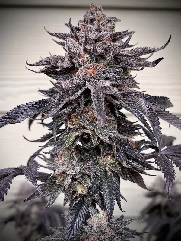 Zodaza Feminized by Umami Seeds Co