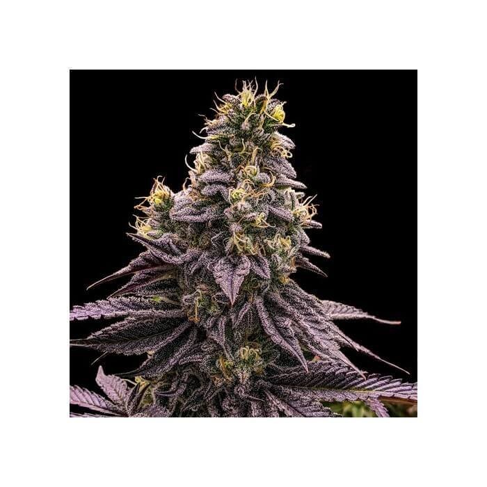Zombie Bride Feminized by Ripper Seeds