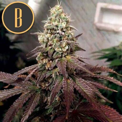 Zombie Death Fuck Feminized by Blimburn Seeds
