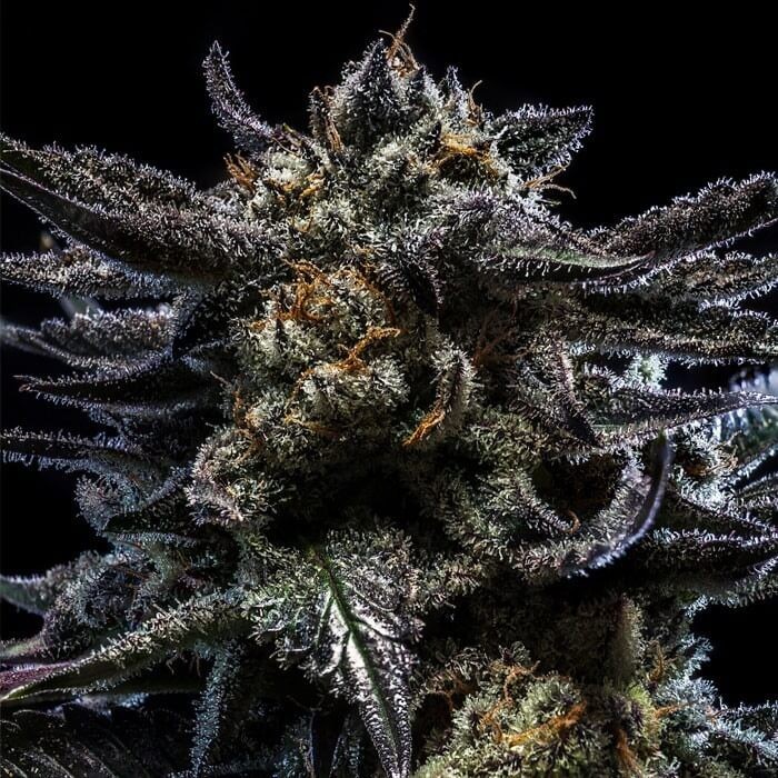 Zombie Kush Auto Autoflower by Ripper Seeds
