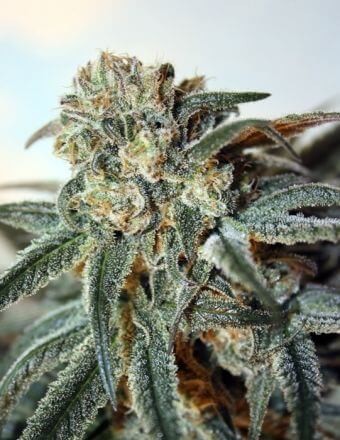Zombie Kush Feminized by Ripper Seeds