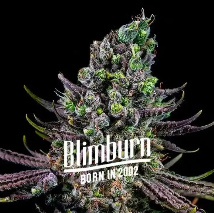 Zookies Feminized by Blimburn Seeds