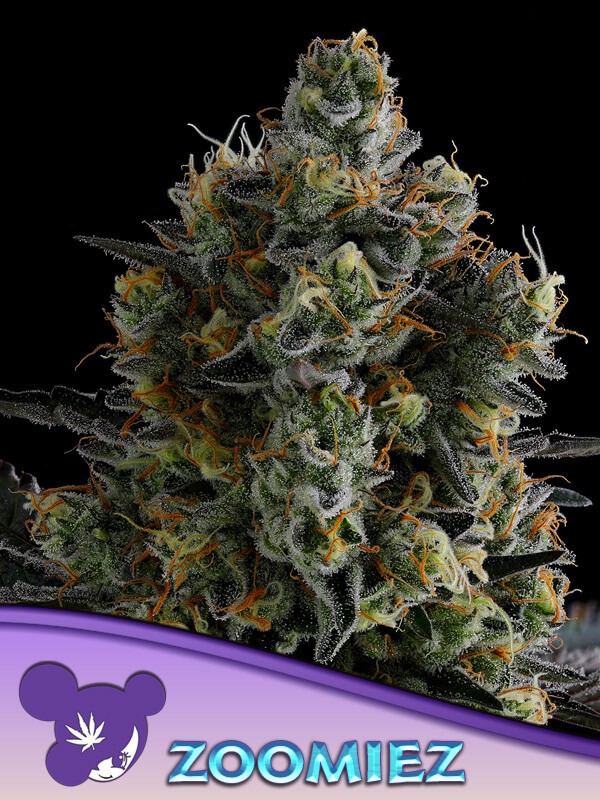 Zoomiez Feminized by Anesia Seeds