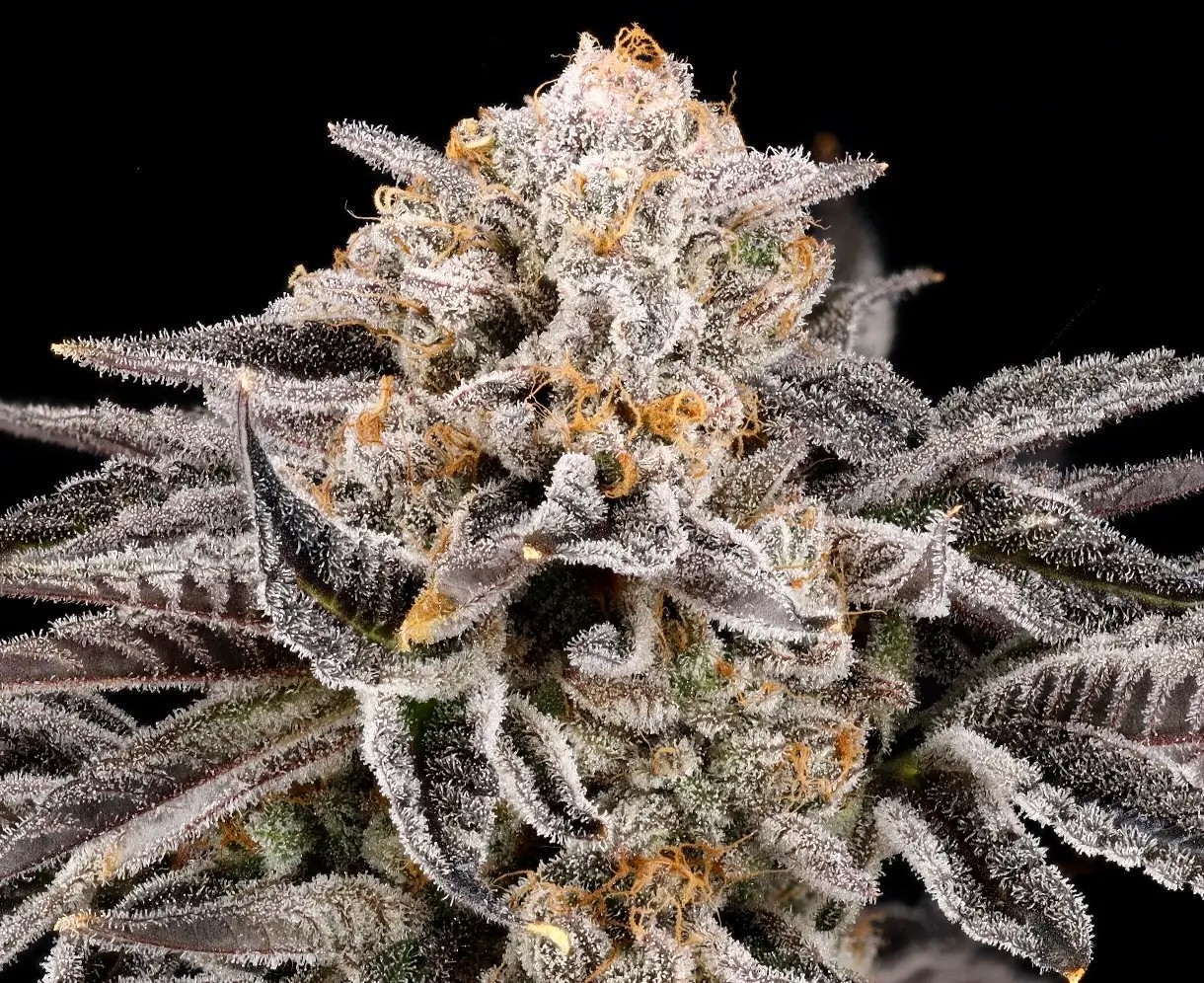 Zorroz v2 Feminized by Nine Weeks Harvest