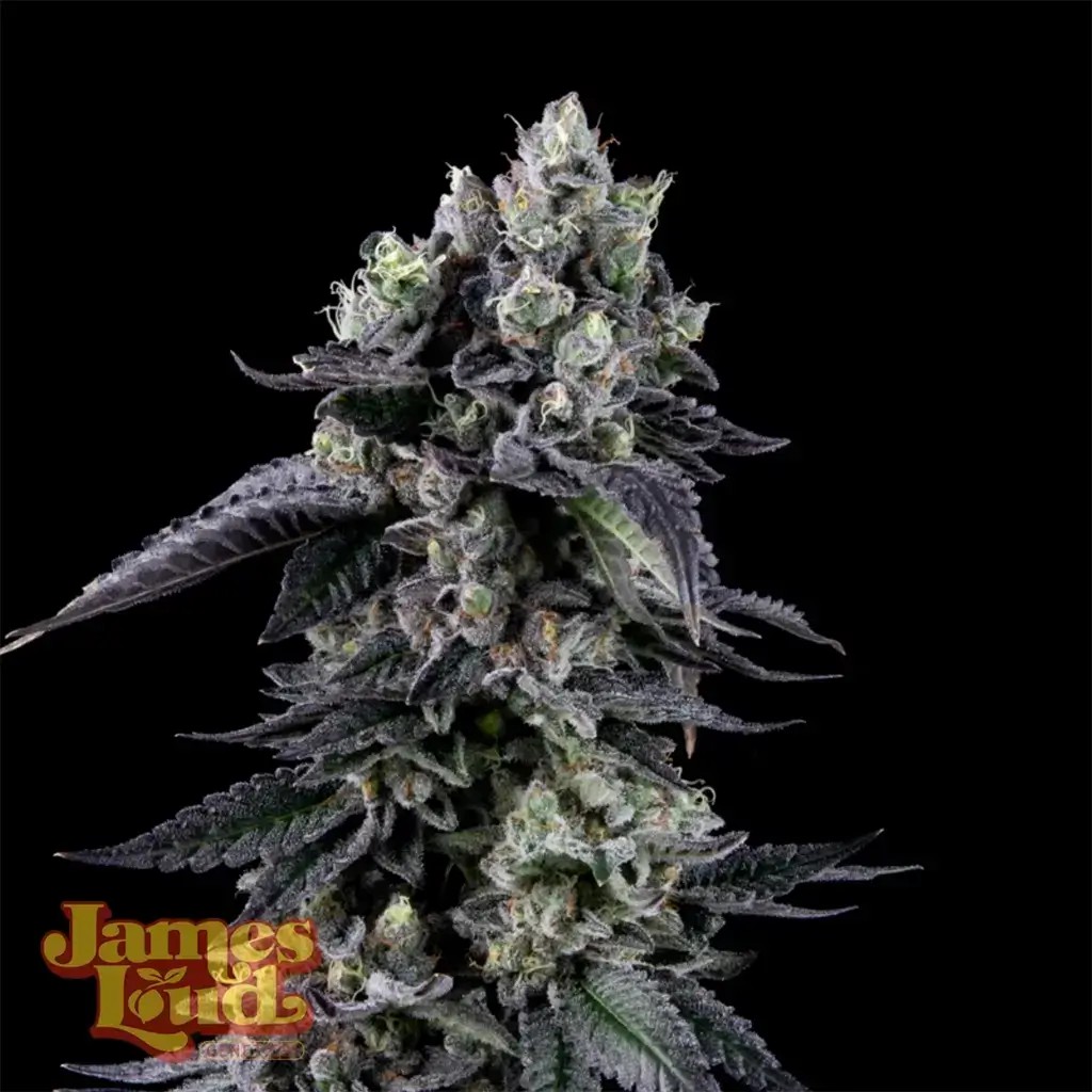 Zour Diesel Feminized by James Loud Genetics
