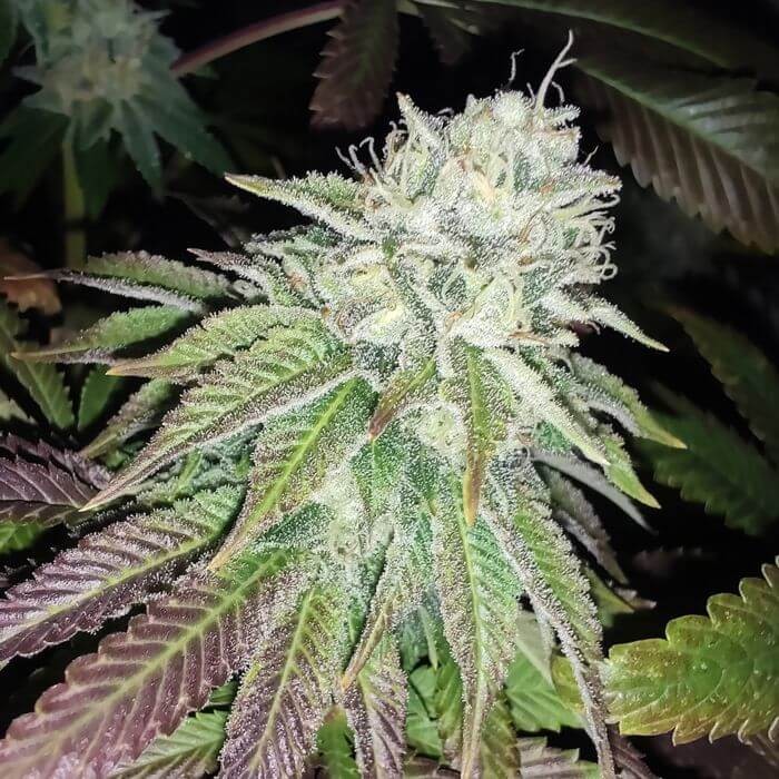 Zour Lemon Regular by Karma Genetics