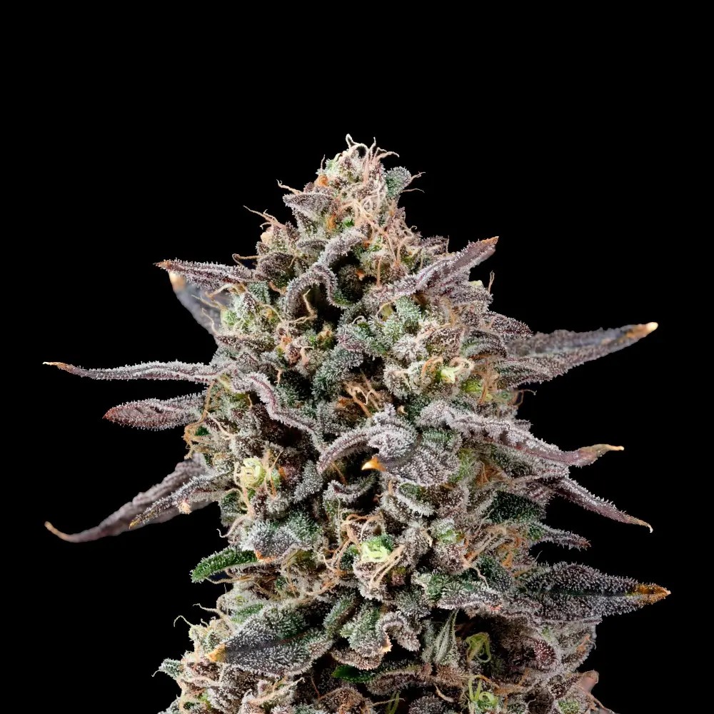 Ztilton Feminized by Nine Weeks Harvest