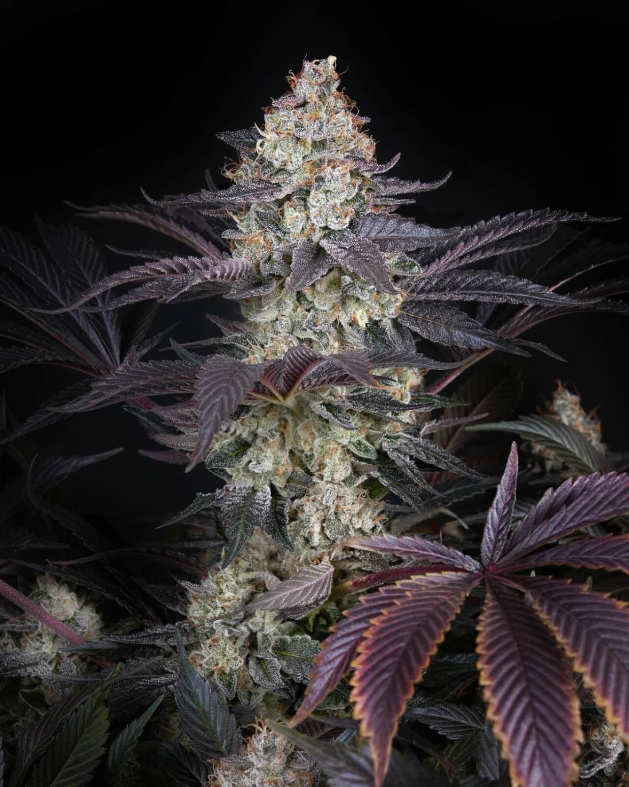 Ztrawberry Feminized by Green House seeds