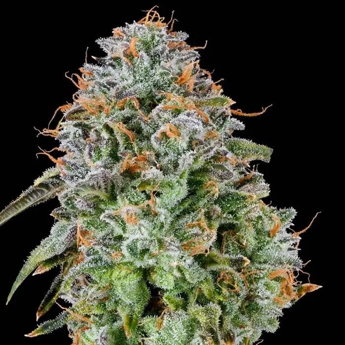 Zunami Feminized by Grounded Genetics