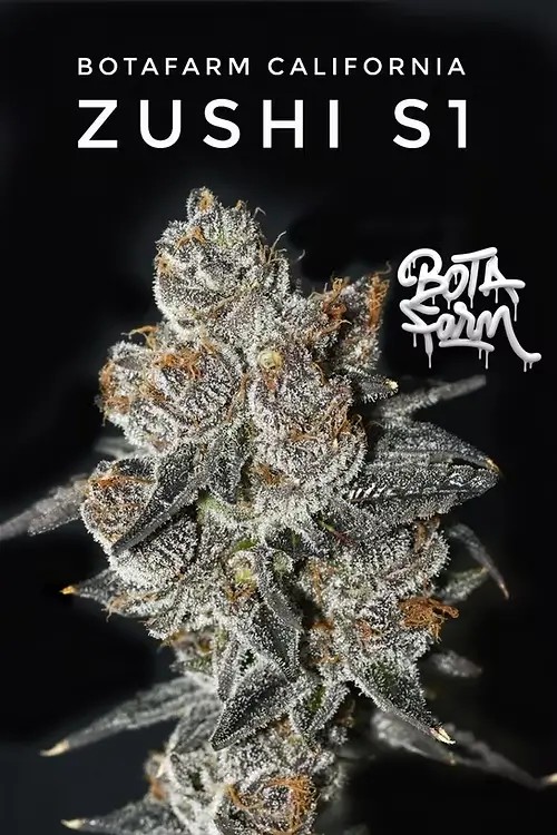 Zushi S1 Feminized by Botafarm Genetics